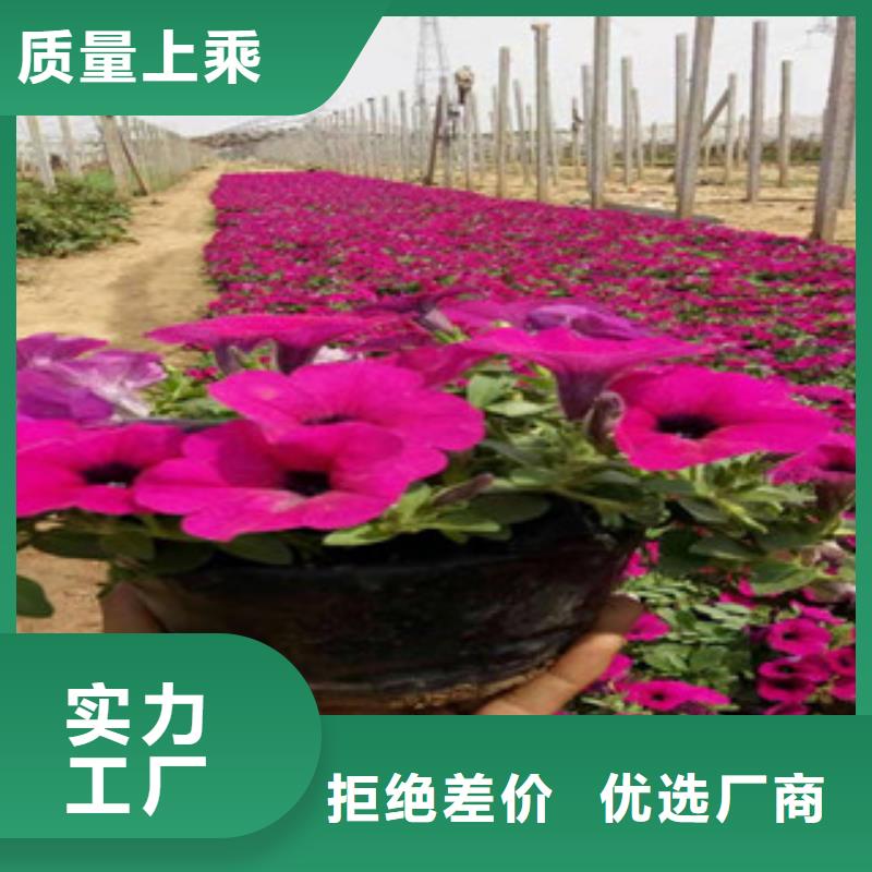 【宿根花卉柳叶马鞭草/薰衣草 源厂定制】
