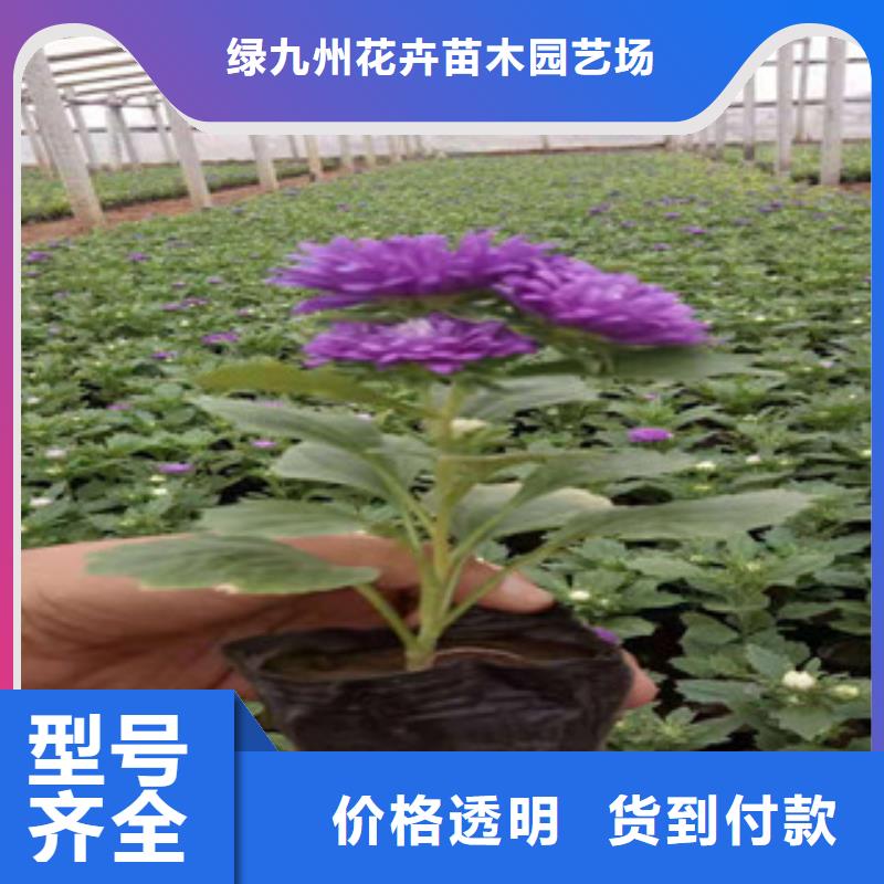 张掖优质高山紫菀现场起苗