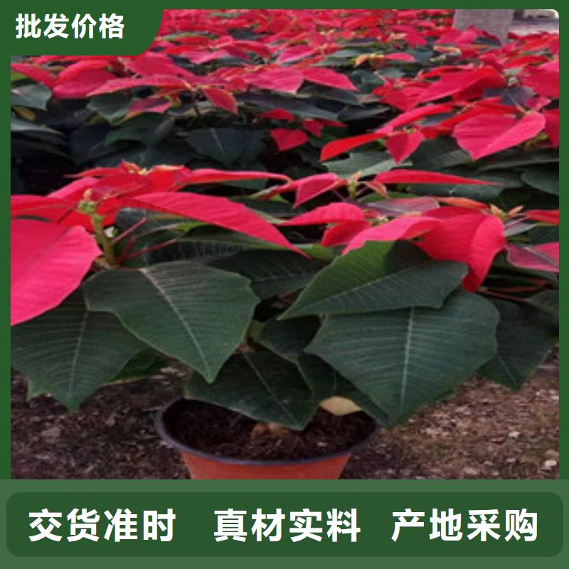 宿根花卉_【宿根花卉基地】匠心制造