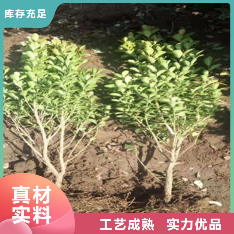 宿根花卉花海景观工程型号全价格低