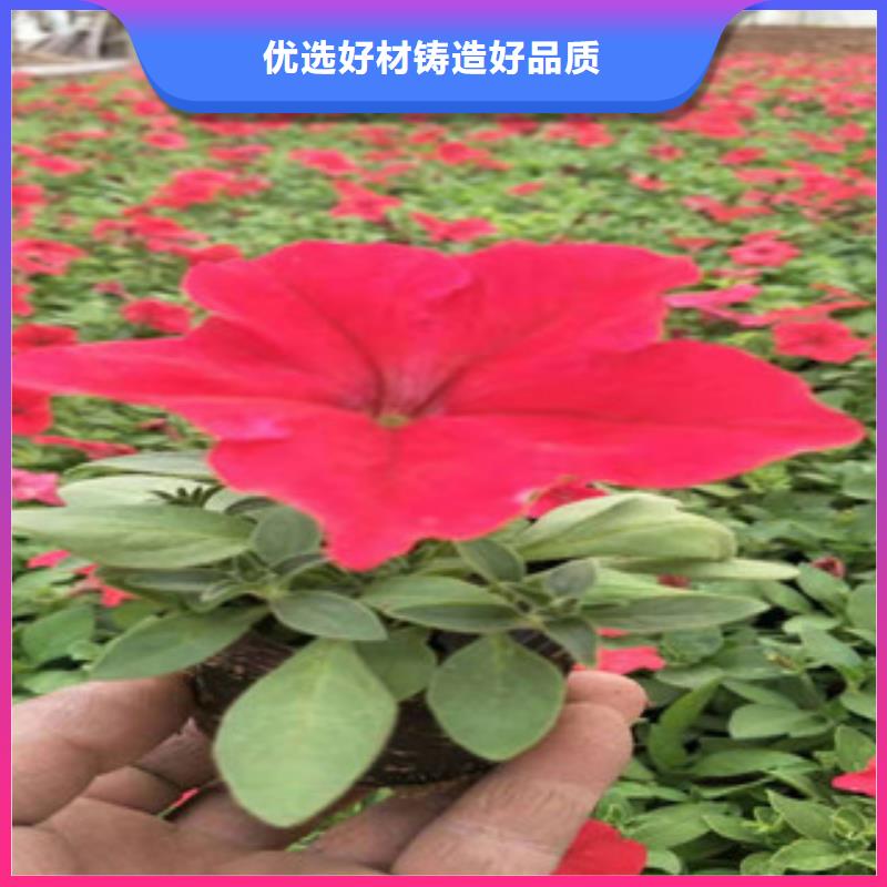 【宿根花卉】,宿根花卉基地买的放心安兴用的舒心