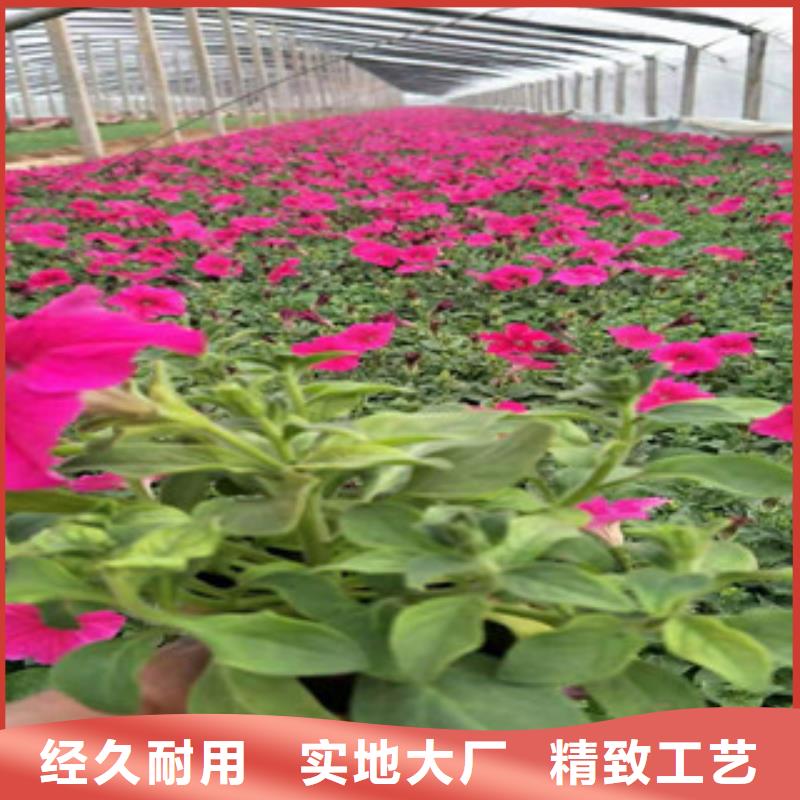 宿根花卉【花海景观工程】品质商家
