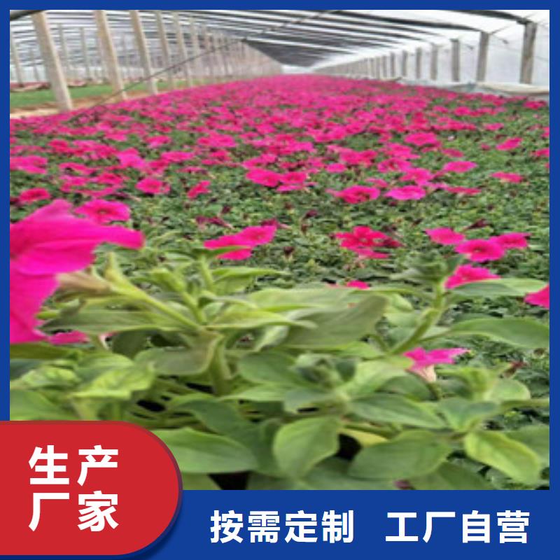 宿根花卉【宿根花卉基地】款式新颖