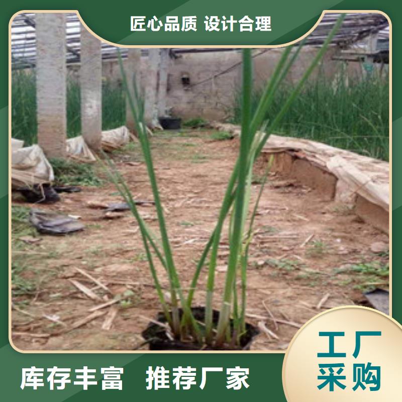宿根花卉耐寒耐旱草花基地品类齐全