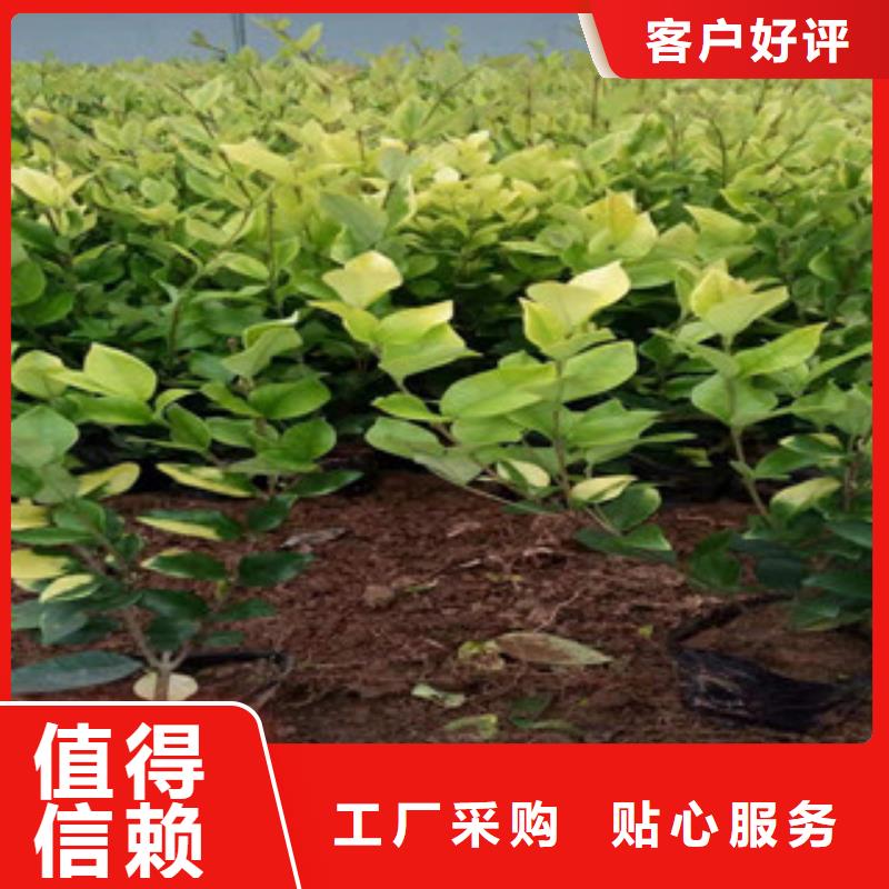 宿根花卉_柳叶马鞭草/薰衣草产品实拍
