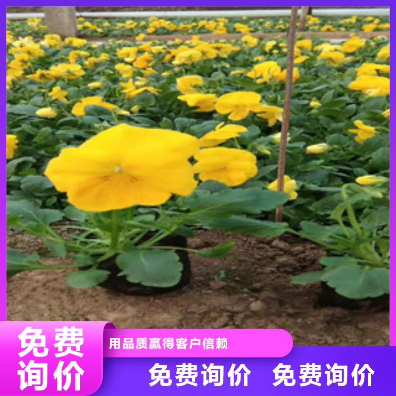 《绿九州》广安优质针叶天蓝绣球栽植成活率高