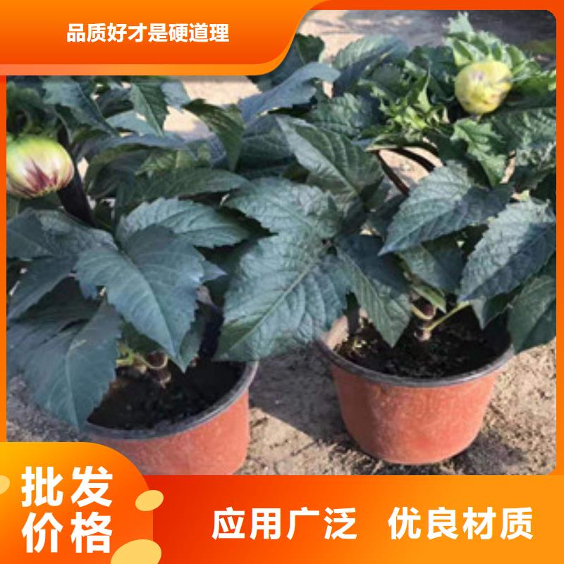 《绿九州》广安优质针叶天蓝绣球栽植成活率高