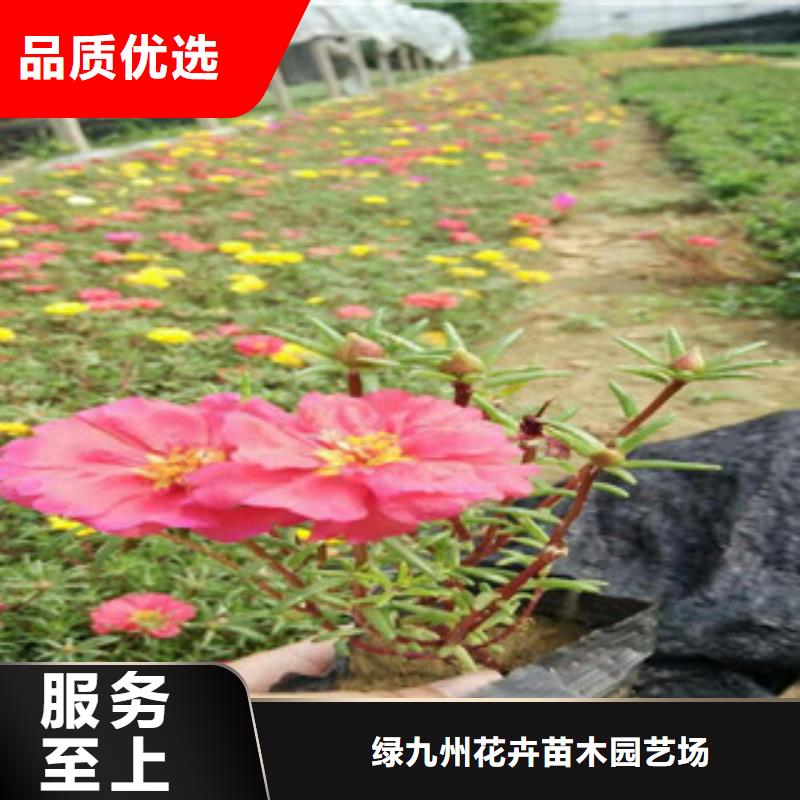 花海景观鲁冰花/粉黛乱子草品种全