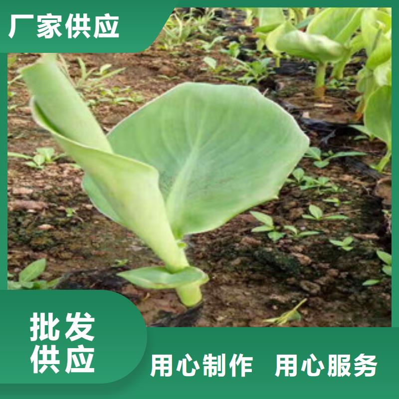 花海景观【时令花卉/绿化草花价格】海量库存