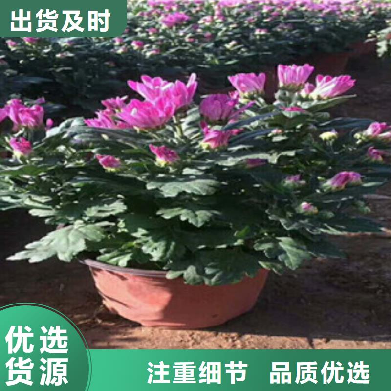 花海景观水生植物/荷花睡莲厂家经验丰富