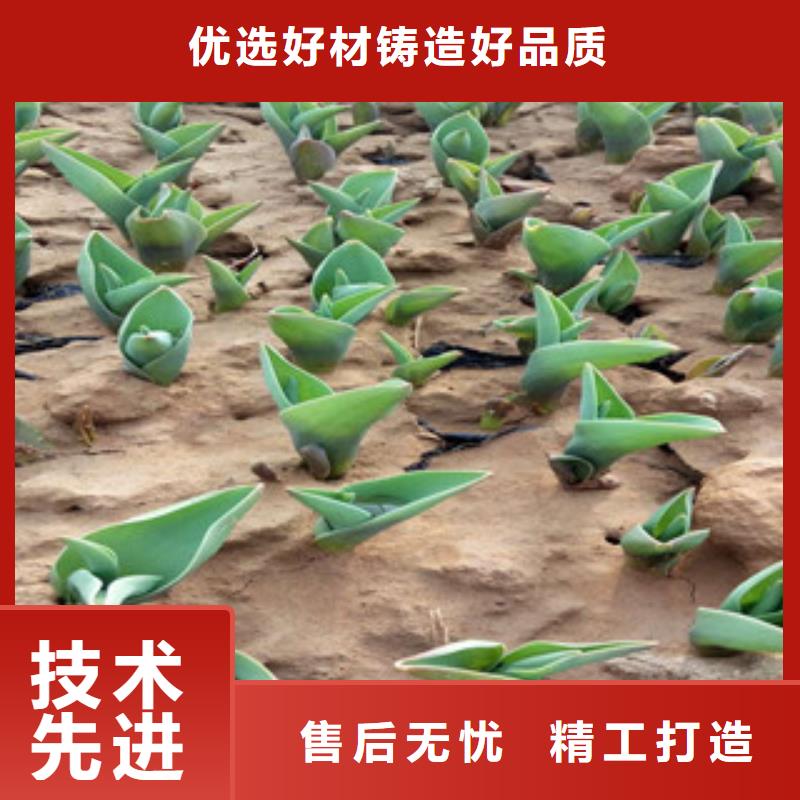 【花海景观】耐寒耐旱草花基地生产厂家