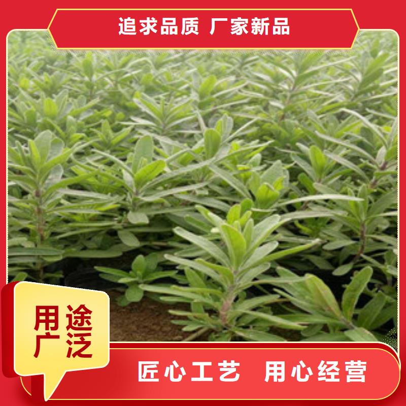 花海景观花海景观工程制造厂家