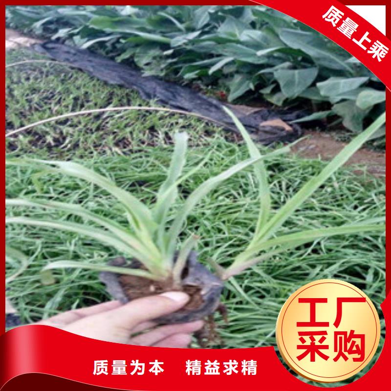 【花海景观】耐寒耐旱草花基地源头厂家