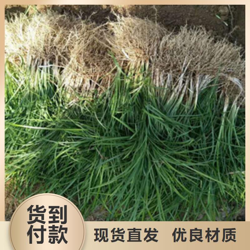 【花海景观】耐寒耐旱草花基地应用范围广泛