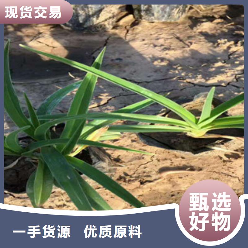 【花海景观】耐寒耐旱草花基地应用范围广泛