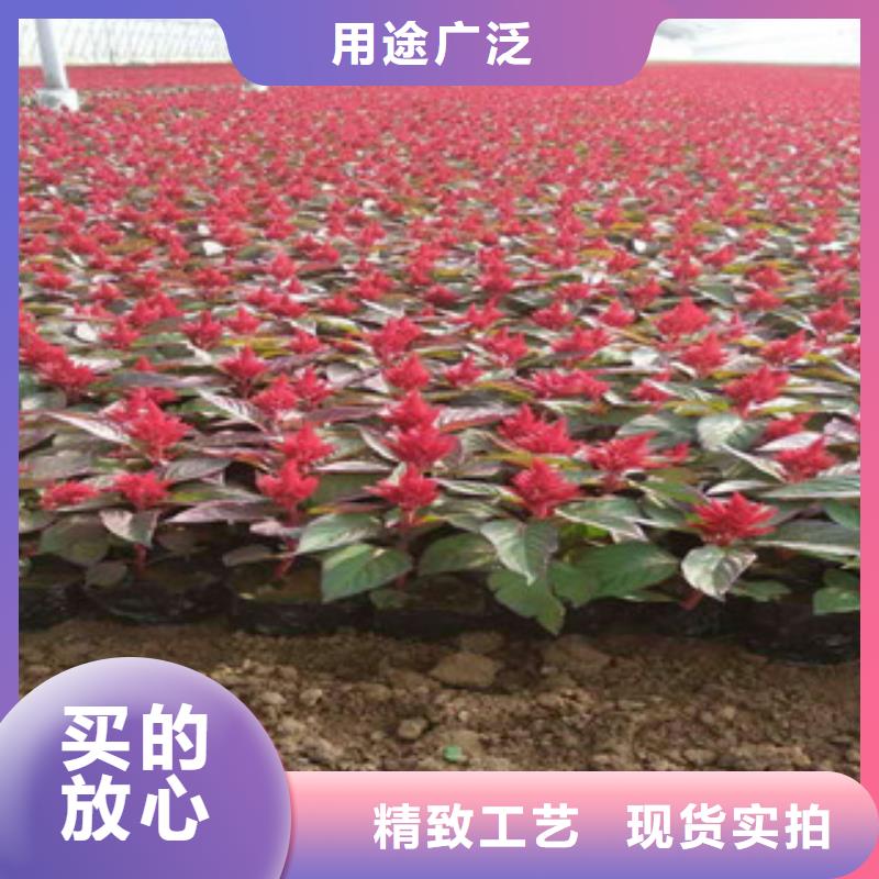 花海景观宿根花卉基地现货快速采购