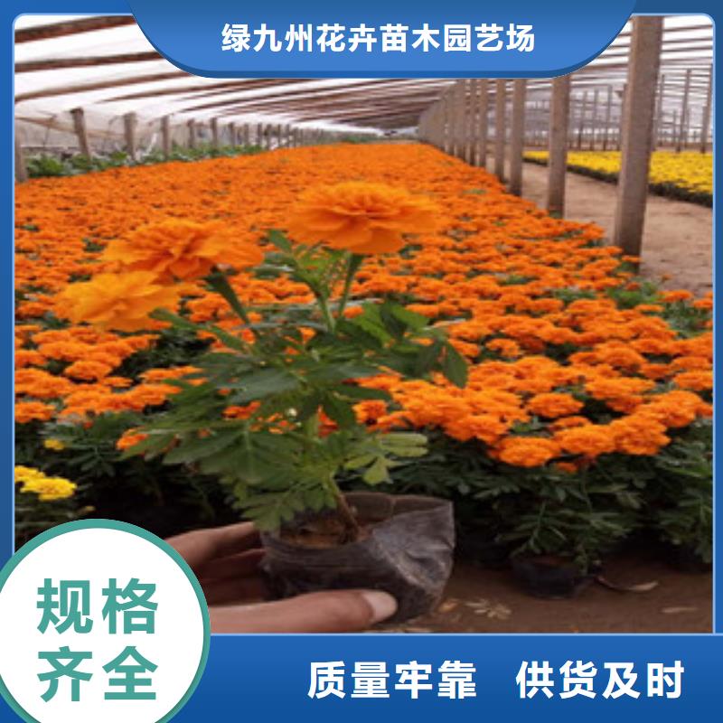 花海景观鲁冰花/粉黛乱子草品种全