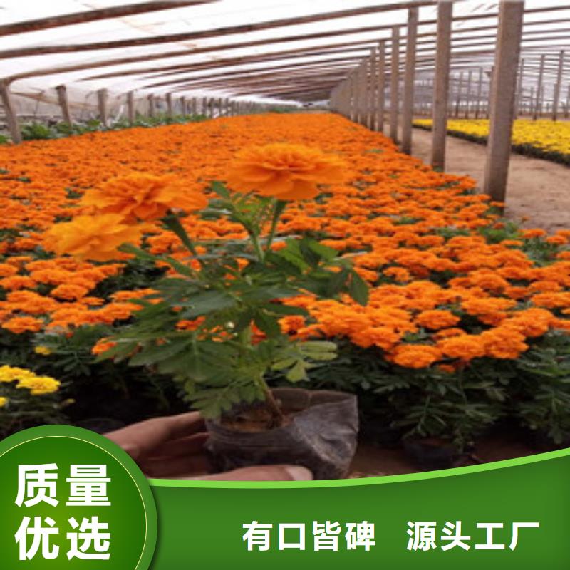 【花海景观】耐寒耐旱草花基地应用范围广泛