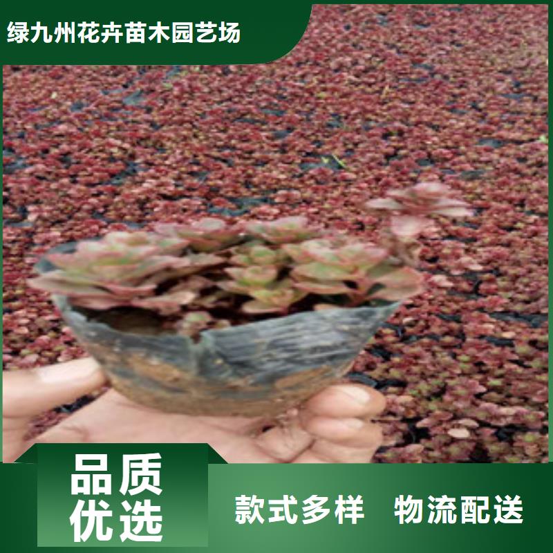 【花海景观】耐寒耐旱草花基地生产厂家