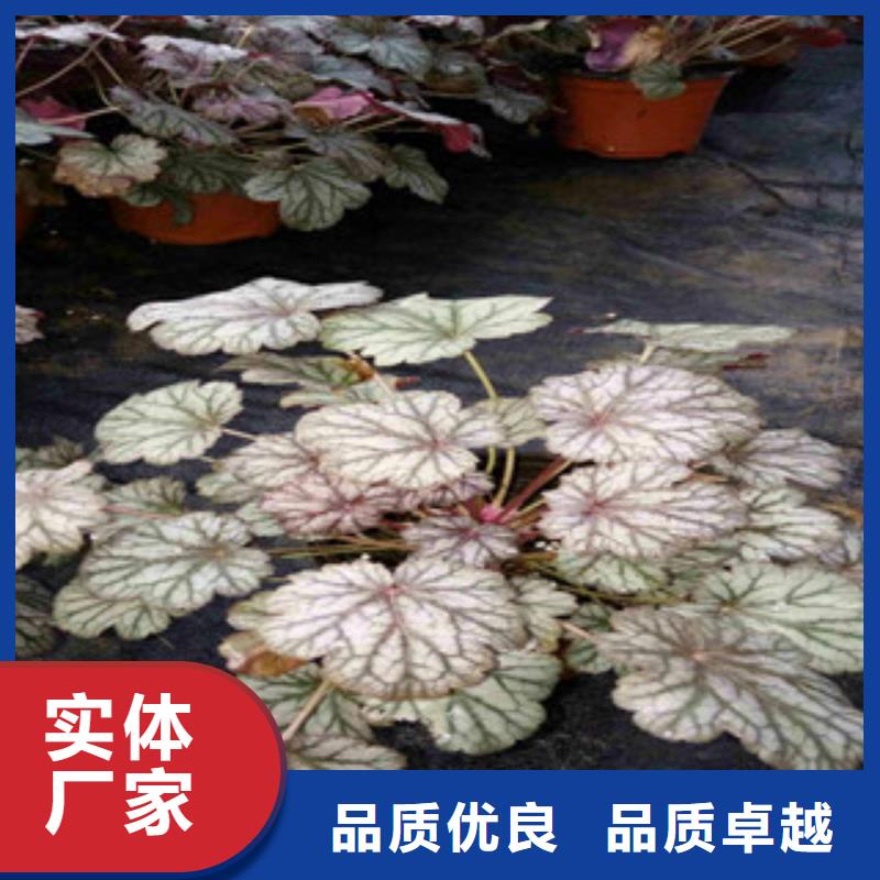 【花海景观】耐寒耐旱草花基地生产厂家