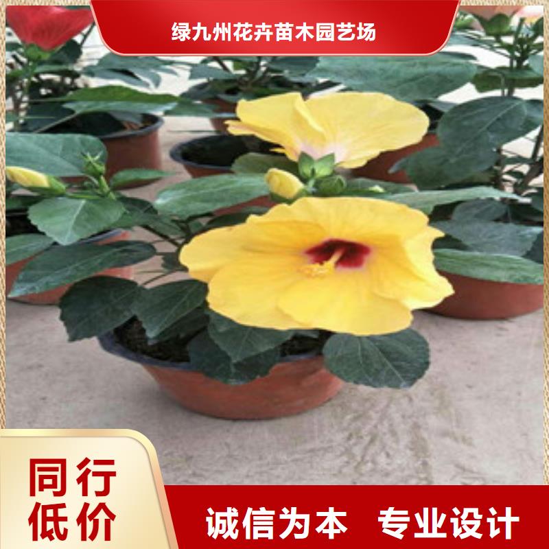 花海景观耐寒耐旱草花基地细节严格凸显品质