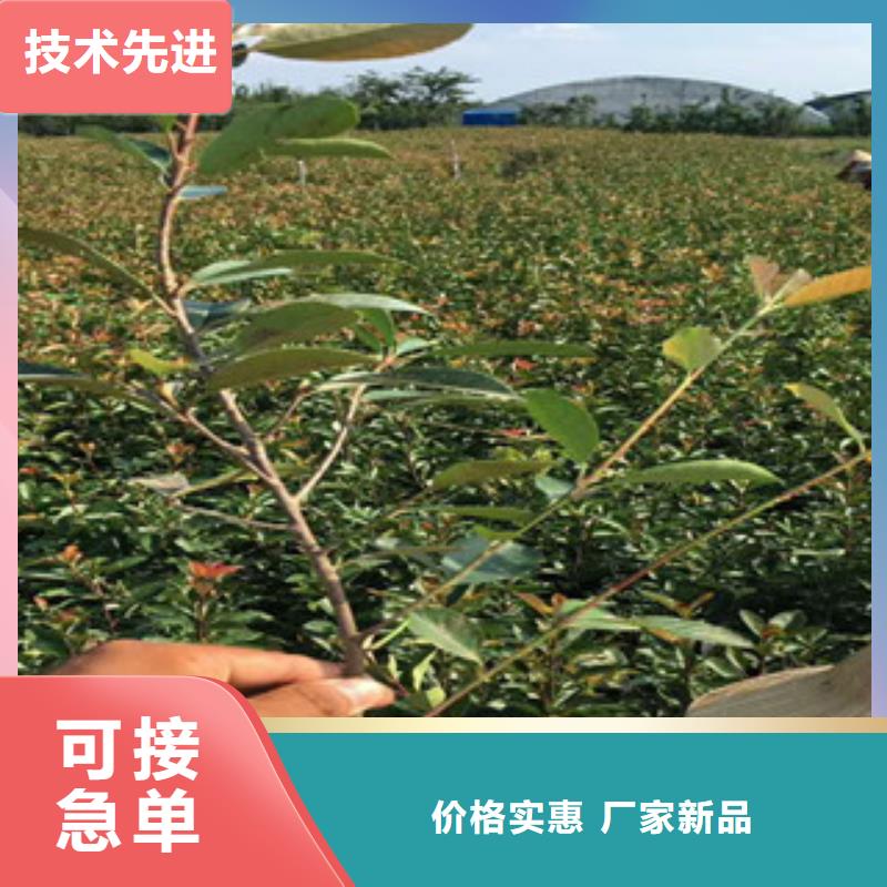 花海景观花海景观工程制造厂家