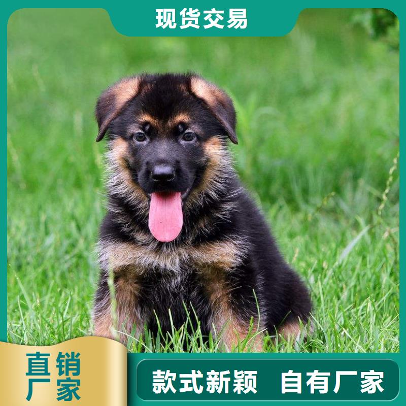 德国牧羊犬杜宾犬严格把控质量