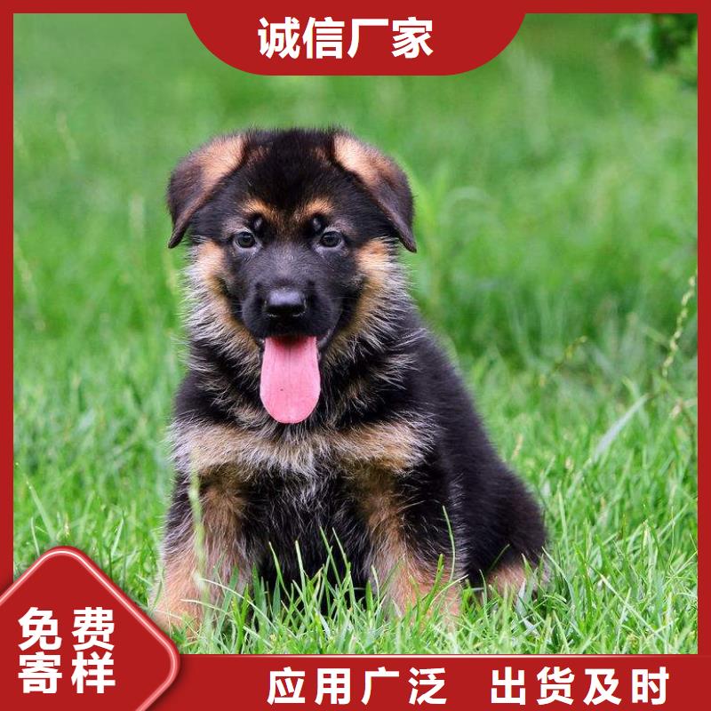 德国牧羊犬马犬品质卓越