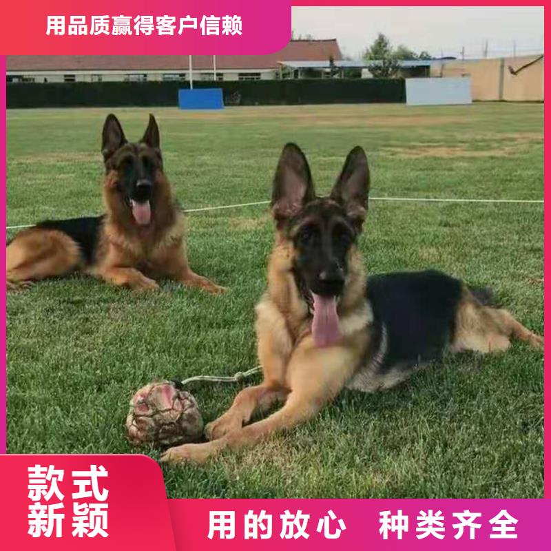 德国牧羊犬_马犬物流配送