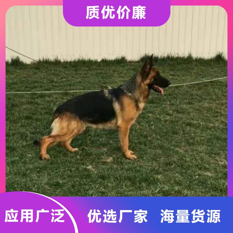 【德国牧羊犬德牧犬源头把关放心选购】