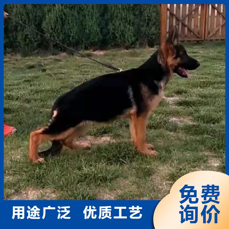 德国牧羊犬_拉布拉多犬供您所需