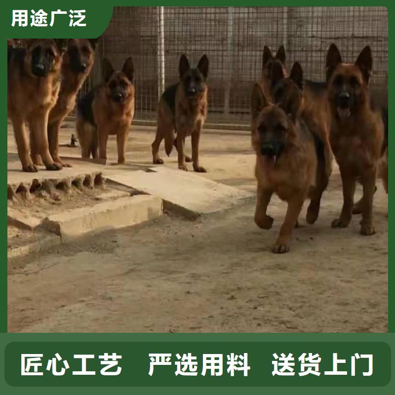 德国牧羊犬罗威纳犬出货快