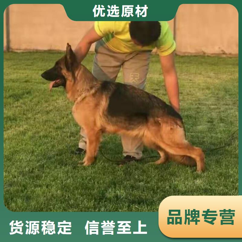 德国牧羊犬德牧犬专业按需定制