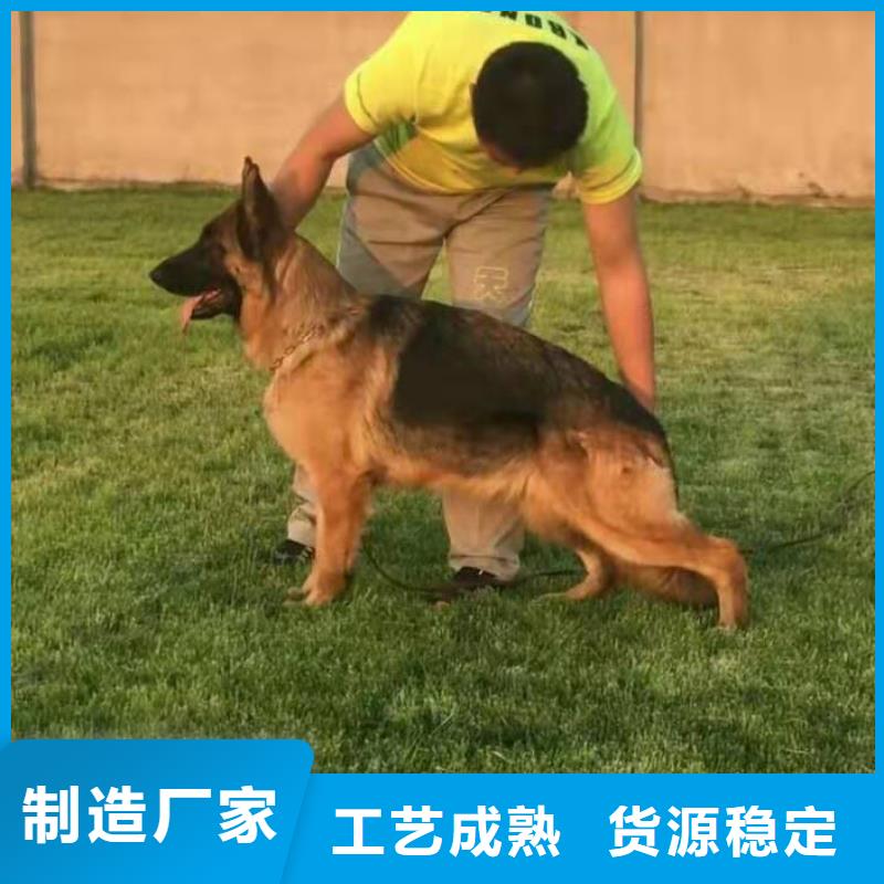 德国牧羊犬罗威纳犬出货快