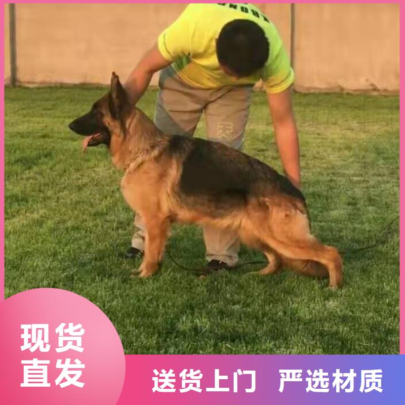 德国牧羊犬德牧犬做工精细