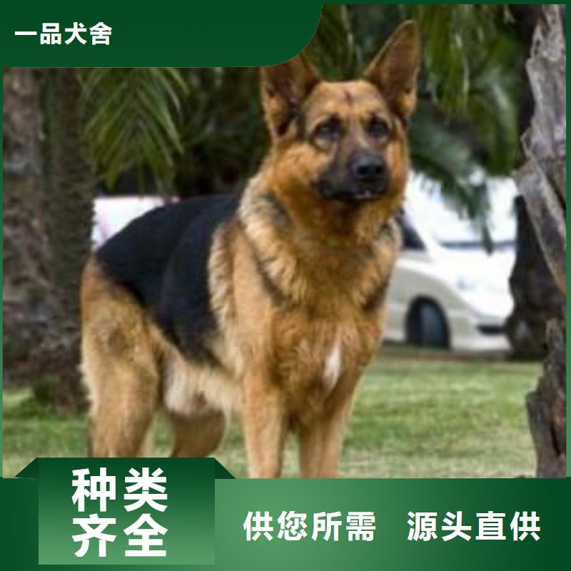 【德国牧羊犬德牧犬源头把关放心选购】