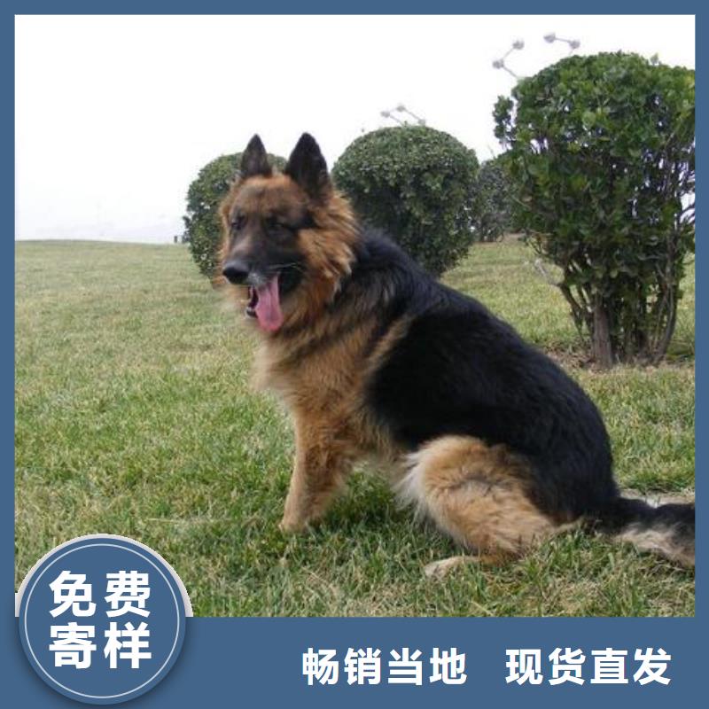 德国牧羊犬马犬品质卓越