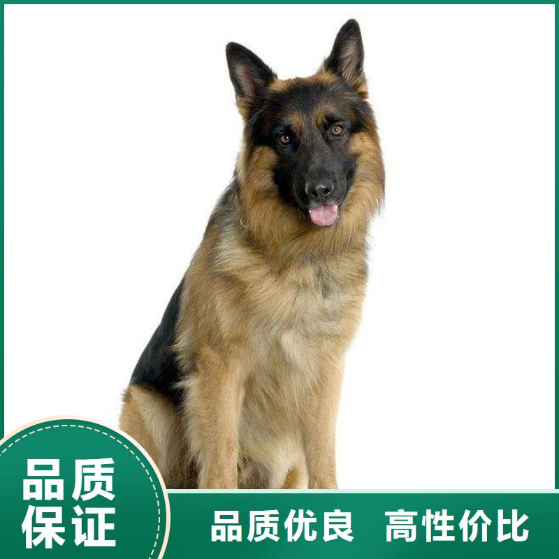 德国牧羊犬马犬品类齐全