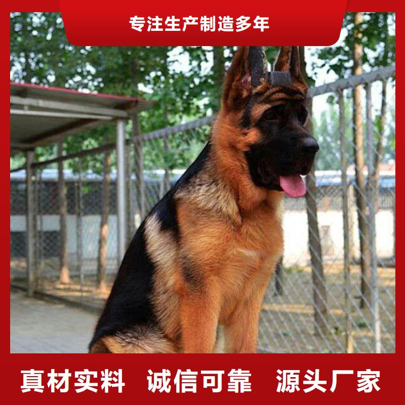【德国牧羊犬德牧犬源头把关放心选购】