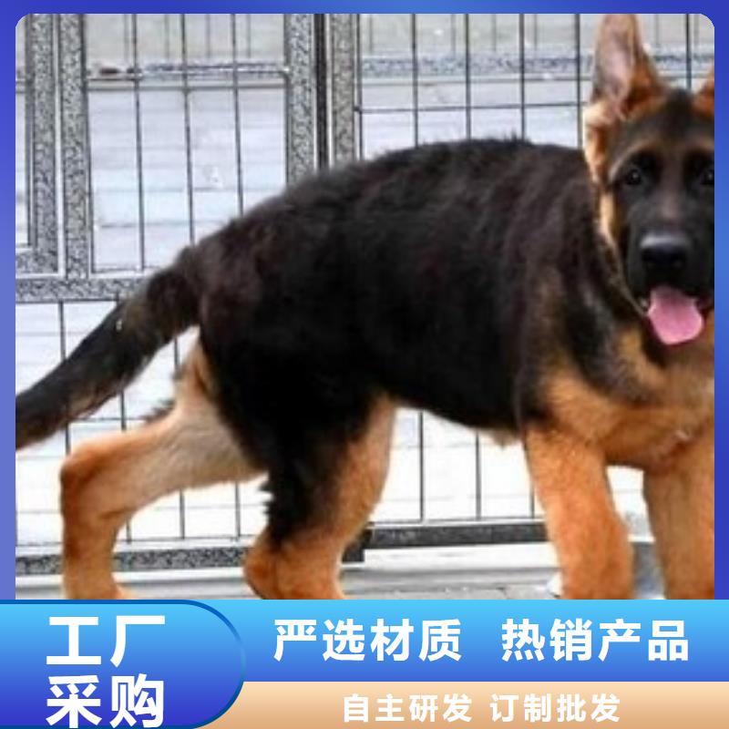 德国牧羊犬德牧犬做工精细