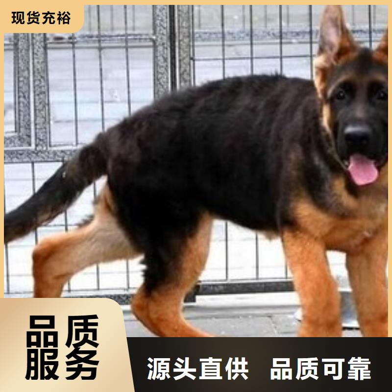 德国牧羊犬杜宾犬用品质赢得客户信赖