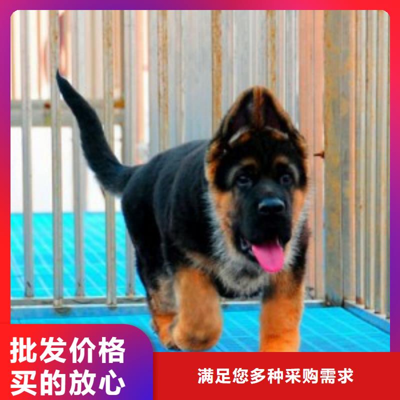 德国牧羊犬马犬品类齐全