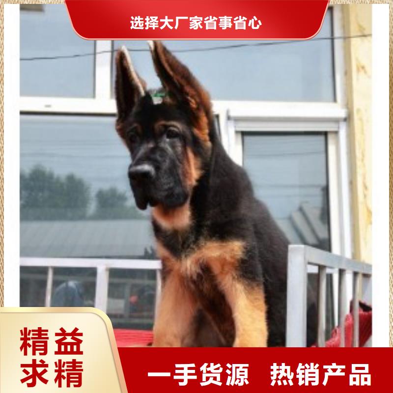 德国牧羊犬_拉布拉多犬供您所需