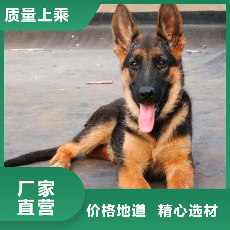 德国牧羊犬德牧犬做工精细