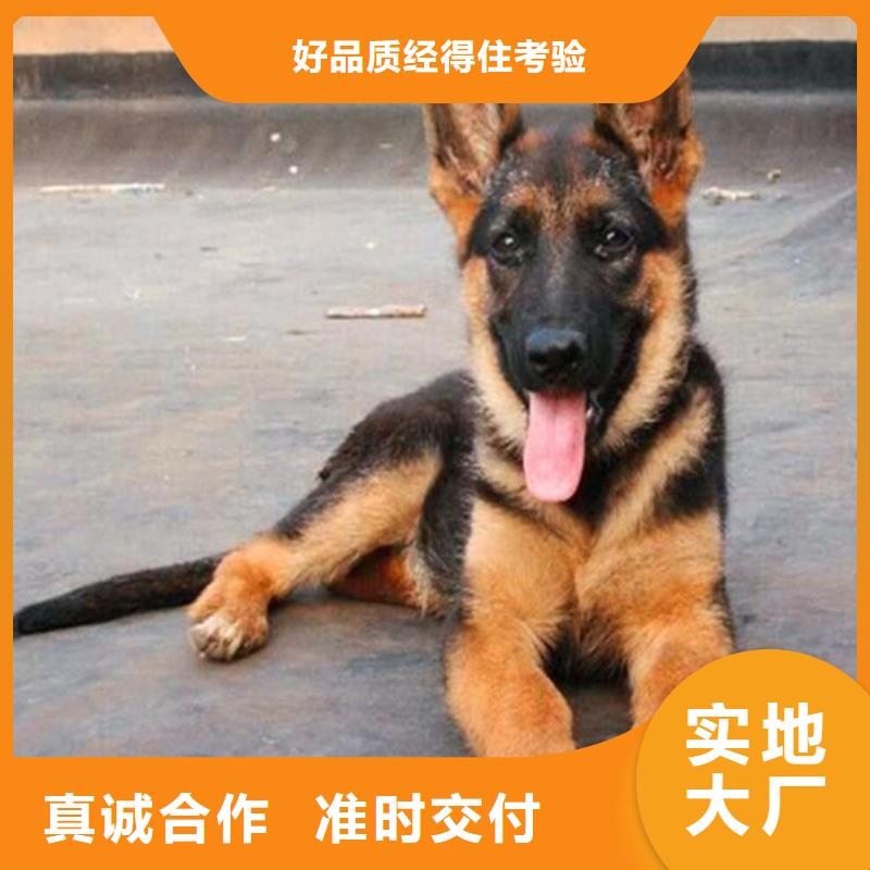 德国牧羊犬_马犬物流配送