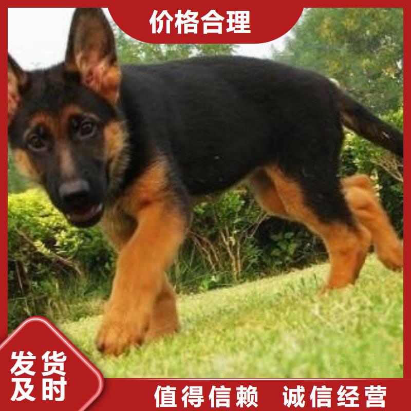 【德国牧羊犬】杜宾犬诚信经营现货现发