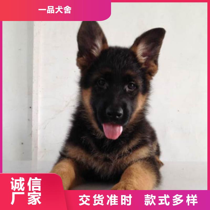 德国牧羊犬比特犬实体厂家