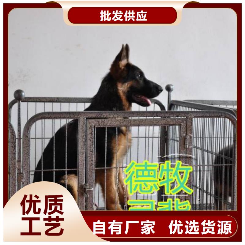 德国牧羊犬马犬质量上乘