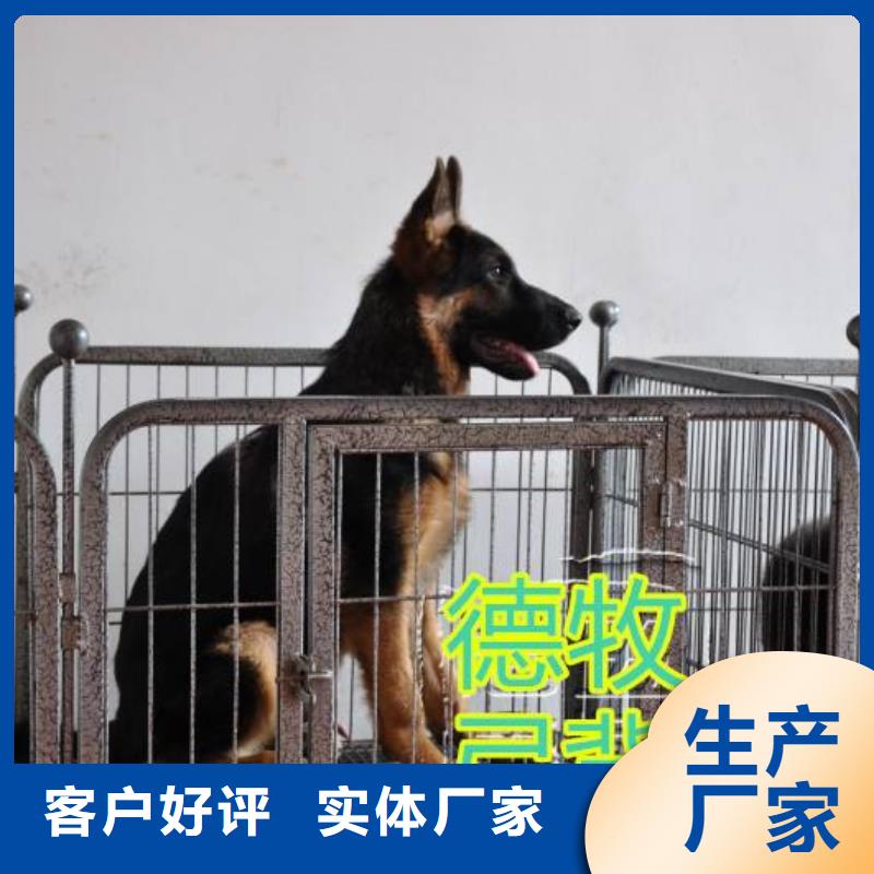 【德国牧羊犬】罗威纳犬多种规格库存充足