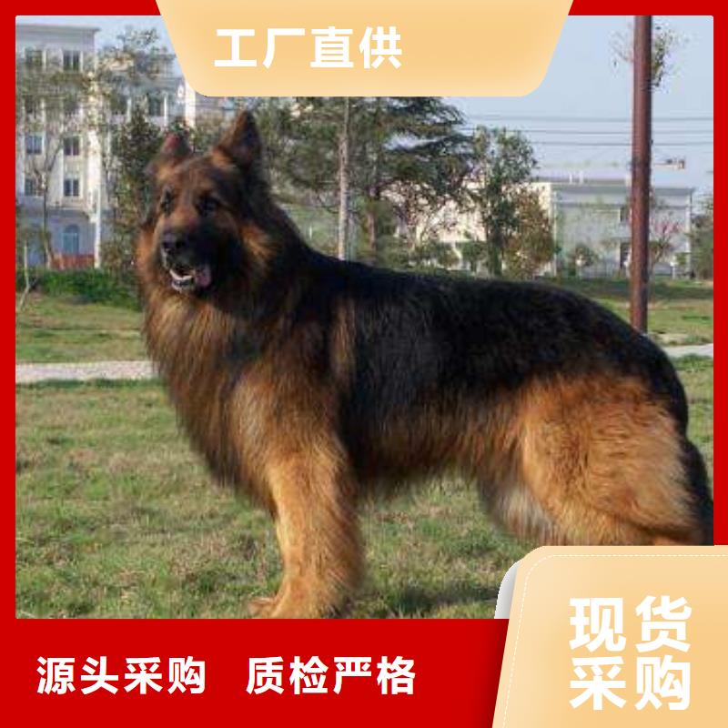 德国牧羊犬马犬品类齐全